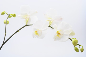 Fototapeta na wymiar White flower orchid
