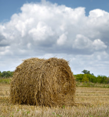 Haystacks on the grain field after harvesting