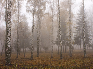 the fog in birch grove in cold morning in November.