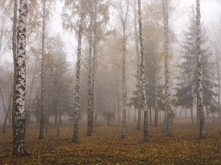 Fototapeta na wymiar the fog in birch grove in cold morning in November.