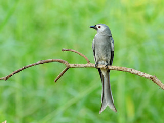 Bird (Ashy drongo) , Thailand