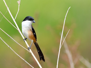 Bird (Long-tailed Shrike) , Thailand
