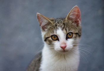 White tabby kitten