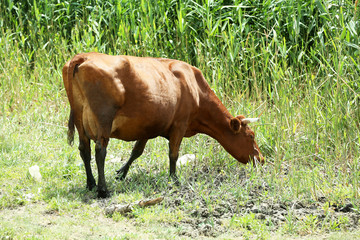 Cow grazing in meadow