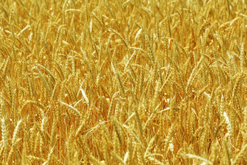 Beautiful summer field