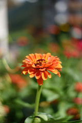 fiore arancione foto macro 