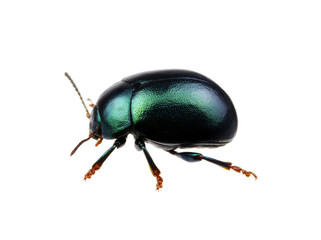 Naklejka premium Green beetle