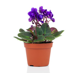 blue Saintpaulias flowers, isolated on white background