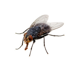 fly on a white