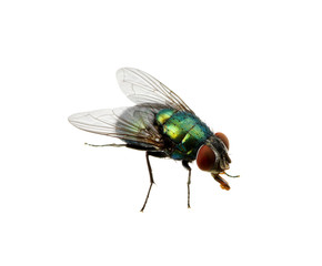 green fly