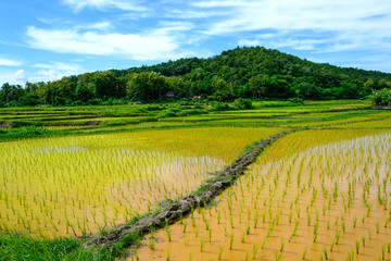Fototapeta na wymiar Green Rice Field with Mountains under Blue Sky