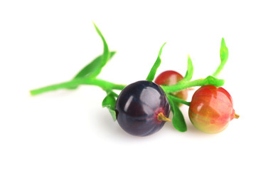 Black currant isolated on white
