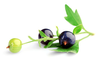 Black currant isolated on white