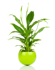 Spathiphyllum flower isolated on white background. Spathiphyllum