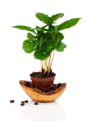 coffee plant tree growing seedling in soil pile isolated on whit