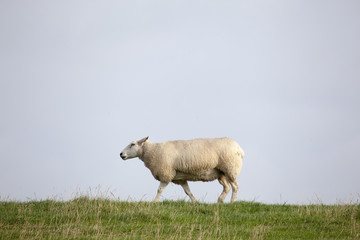 Fototapeta premium Schafe auf dem Deich bei Brunsbüttel, Schleswig-Holstein,Deutsc
