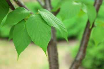 Fototapeta na wymiar Tree bark on blurred nature background