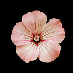 Flower, black isolated background. Macro. Pink, lred, white.