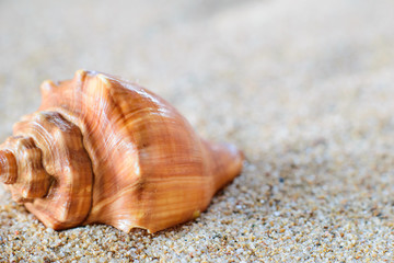  shell lying in the sand