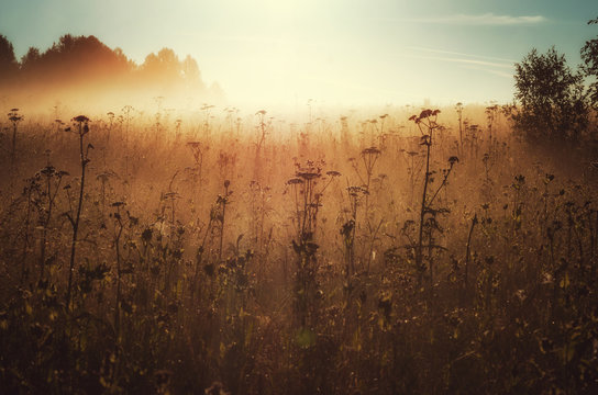 Fototapeta The morning of sunlight. Russian nature