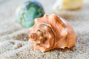  shell lying in the sand