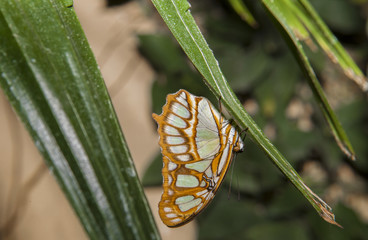 Fototapeta na wymiar Malachite Butterfly