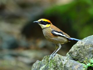 Bird (Banded Pitta) , Thailand