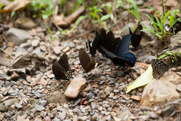 mix butterfly, mix butterfly sniffing on the dirt floor by the river in the tropical forest, Thailand