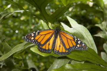 Fototapeta na wymiar Monarch butterfly over green