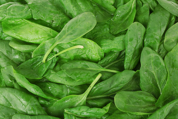 Green fresh leaves of basil close up
