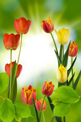  tulips on a green background