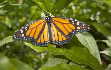 Monarch butterfly over green
