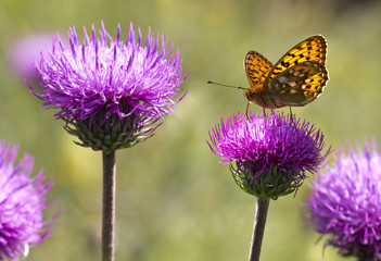 Large fast flying butterfly with pointed wings and silver streaks on the undersides Argynnis paphia