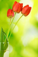  tulips on a green background