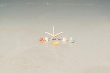 Plakat Starfish and shells on sandy beach