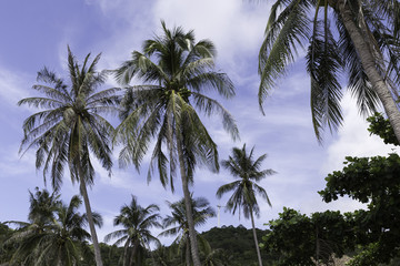 Fototapeta na wymiar Palm tree / Aow Leuk Bay / Thailand