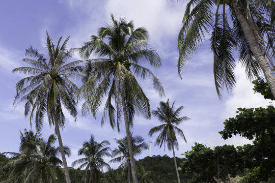Palm tree / Aow Leuk Bay / Thailand