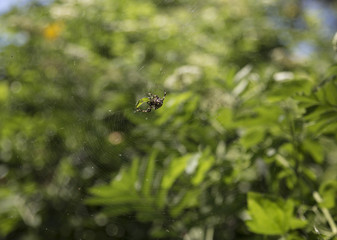 spider on web