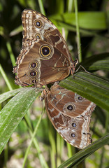 Caligo Memnon mating