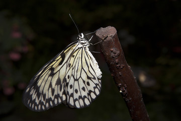 Fototapeta na wymiar Rice Paper butterfly on branch