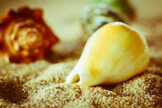 shell lying in the sand