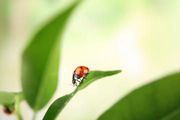 Ladybug on leaf on blurred background