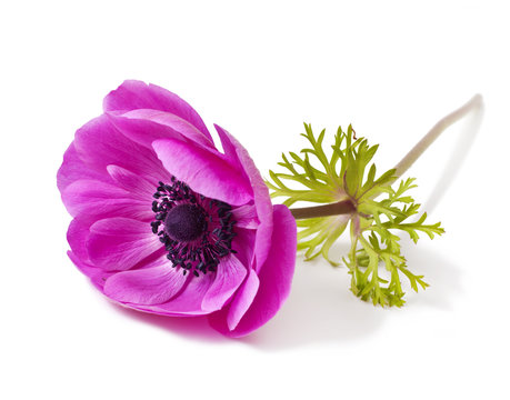 Red Anemone coronaria on a white background