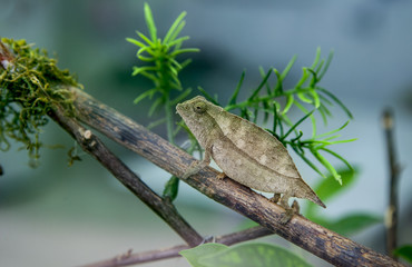 Pygmy leaf chameleon
