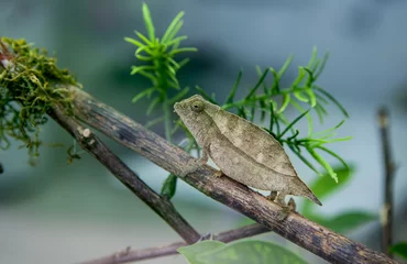 Acrylic prints Chameleon Pygmy leaf chameleon