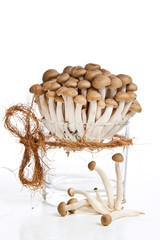 fresh mushrooms © Natasha Breen