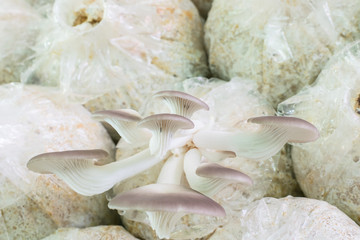 organic oyster mushroom