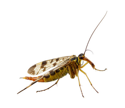 Mosquito