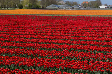 Fototapeta premium Tulip Culture, Netherlands