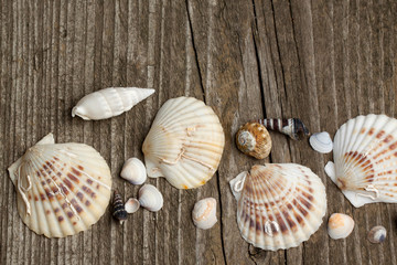 Wooden background with sea shells
